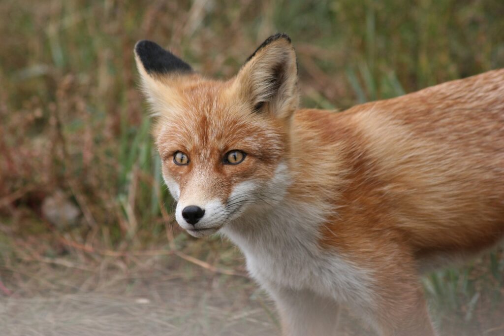 fox, animal, portrait-5220328.jpg